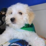 Sammy Morkie 04