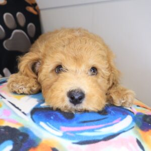 Saquatch Poodle 01 Saquatch Poodle 01