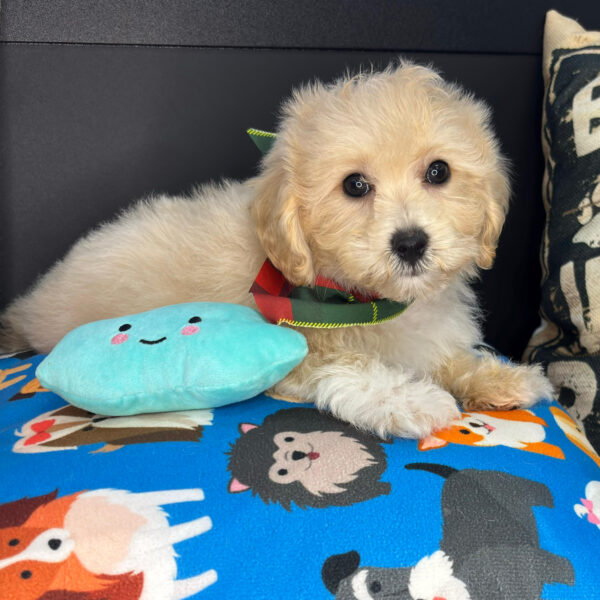Sawyer Bichapoo 01