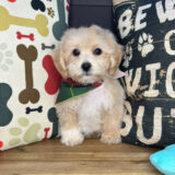 Sawyer Bichapoo 02