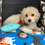 Sawyer Bichapoo 04