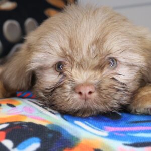 Shaggy Shih Tzu 01 Shaggy Shih Tzu 01