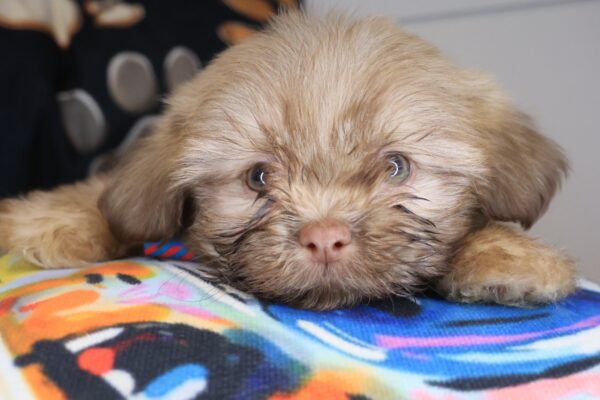 Shaggy Shih Tzu 01