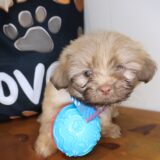 Shaggy Shih Tzu 03