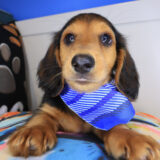 Sherlock Dachshund 01