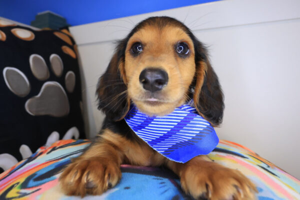 Sherlock Dachshund 01