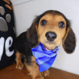 Sherlock Dachshund 02