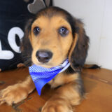 Sherlock Dachshund 03
