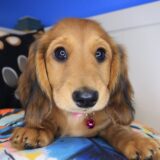 Shilo Dachshund 01