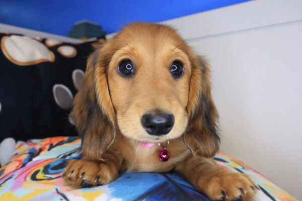 Shilo Dachshund 01