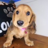 Shilo Dachshund 02