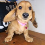 Shilo Dachshund 03