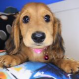 Shilo Dachshund 04