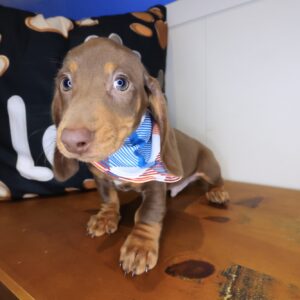 Shiro Dachshund 01 Shiro Dachshund 01