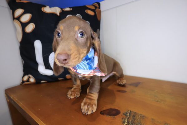Shiro Dachshund 01