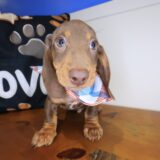 Shiro Dachshund 04