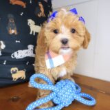 Sien Shihpoo 04
