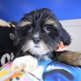 Sienna Lhasa apso 02