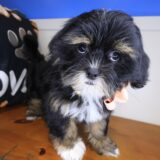Sienna Lhasa apso 03