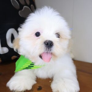Silas Lhasa apso 01 Silas Lhasa apso 01