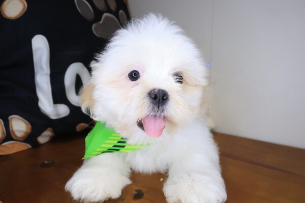 Silas Lhasa apso 01