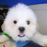 Silas Lhasa apso 03