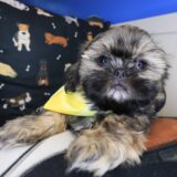 Skiper Shih Tzu 01