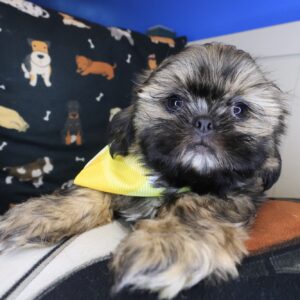 Skiper Shih Tzu 01 Skiper Shih Tzu 01