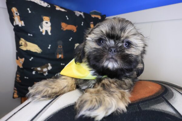 Skiper Shih Tzu 01