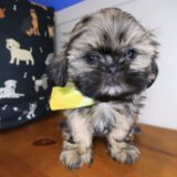 Skiper Shih Tzu 02