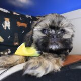 Skiper Shih Tzu 03