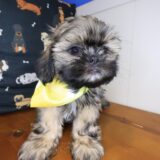 Skiper Shih Tzu 04