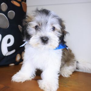 Slick Morkie 01 Slick Morkie 01