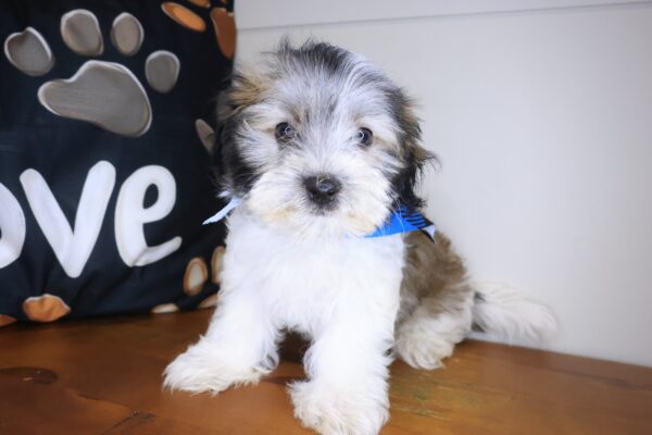 Slick Morkie 01