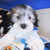 Slick Morkie 02