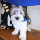 Slick Morkie 03