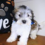 Slick Morkie 04