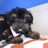 Smores Yorkiepoo 01