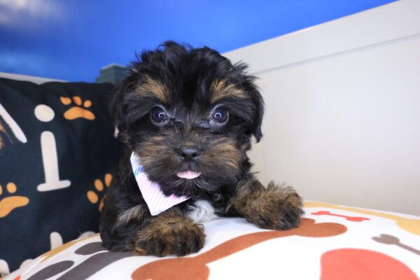 Smores Yorkiepoo 01
