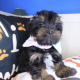 Smores Yorkiepoo 02