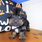Smores Yorkiepoo 03