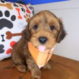 Spritz Yorkiepoo 01