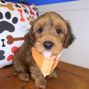 Spritz Yorkiepoo 01 Spritz Yorkiepoo 01