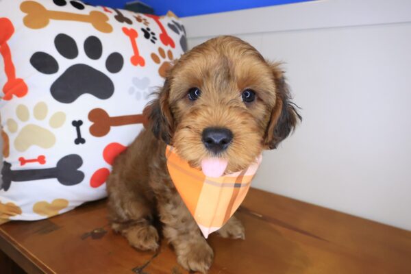 Spritz Yorkiepoo 01