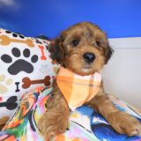 Spritz Yorkiepoo 02