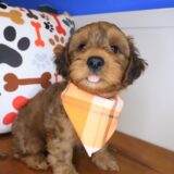 Spritz Yorkiepoo 03