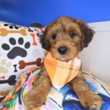 Spritz Yorkiepoo 04