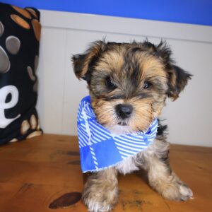 Squiggle Morkie 01 Squiggle Morkie 01
