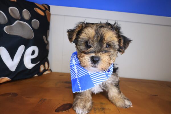 Squiggle Morkie 01