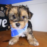 Squiggle Morkie 02